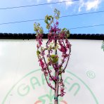 Judášovec strukový  (Cercis Siliquastrum), výška: 300-360 cm, obvod kmeňa 8/10cm, kont. C45L (-18°C) - NA KMIENKU
